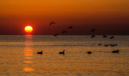 Birds Flying During Sunriseの写真素材