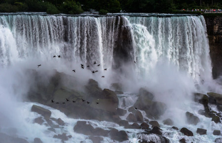Birds Flying Beside Niagara Fallsの写真素材