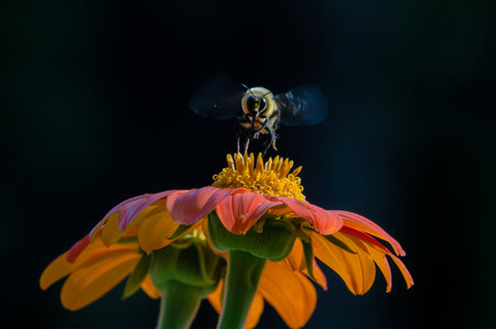 Bee Hovering Over Orange Flower