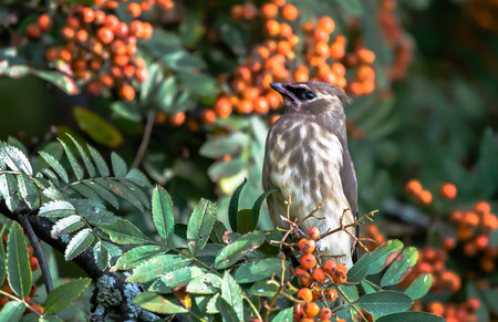 Bird Surrounded By Berriesの写真素材