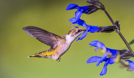 Hummingbird Eating From Blue Flowersの写真素材