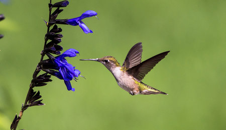 Hummingbird Flying Next to Blue and Black Sagesの写真素材