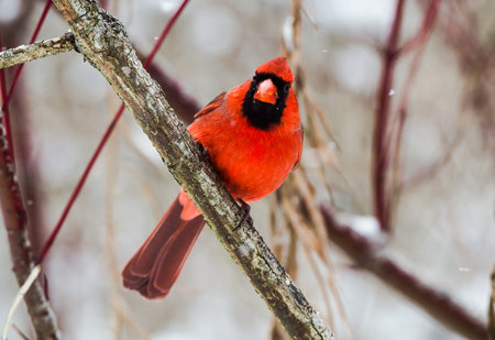 Red Bird in the Winterの写真素材