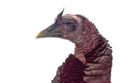 Turkey on White Backgroundの写真素材