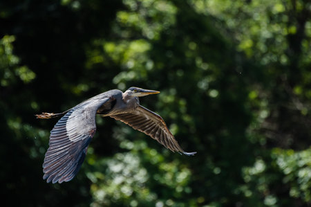 Bird Flying Through Treesの写真素材
