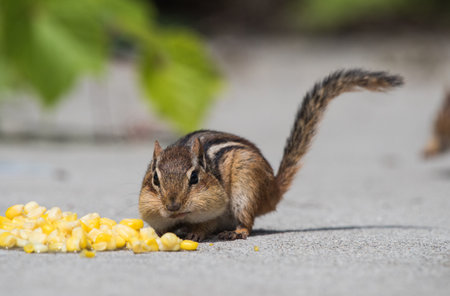 Chipmunk Stuffing Its Cheeks With Cornの写真素材