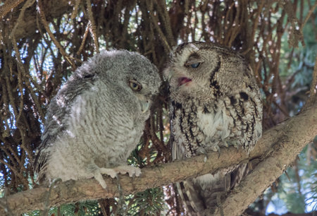 Pair of Owls on a Branchの写真素材