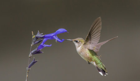 Flying Hummingbird and Flowersの写真素材