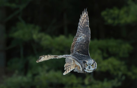 Great horned owl in Ontario, Canada, in winter