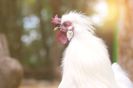 White chicken in the Zoo,Australiaの写真素材