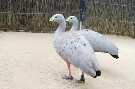 Cape Barren goose in the  Zoo,Australia.の写真素材