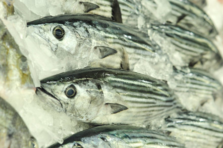 Bonito Whole fish on ice at fish market in Sydney, New South Wales, Australia