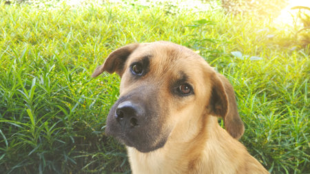 Dog in the grass with sunset background looking at camera.の写真素材