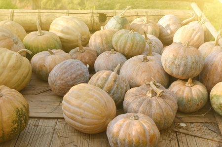 Dozens of freshly picked pumpkins stacked outdoors in wooden plate in the sunset light on the ground.の写真素材