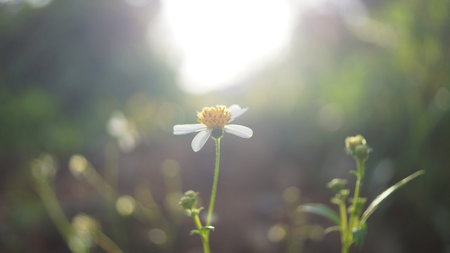 Vintage soft focus of nature wild flower on morning warm sunlight background.の写真素材