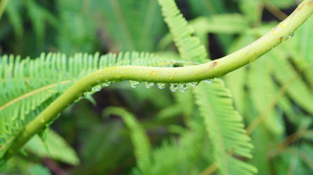 Drop of dew stuck on a plant against a blurry background in the morning.の写真素材