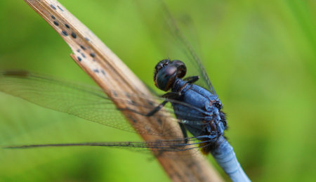 beautiful dragon-fly sits on the leaf of a tree, selective focus image.の写真素材