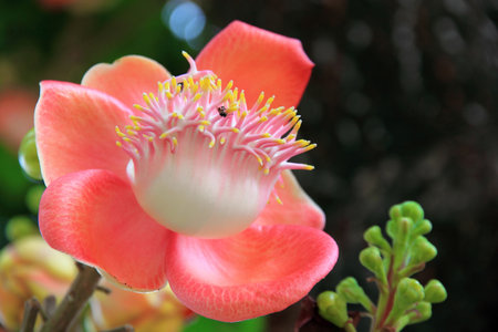 Closeup Shot of Flower of Cannonball Treeの写真素材