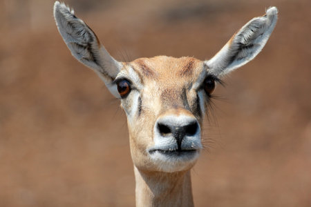 Impala photographed in Safari World in Bangkokの写真素材