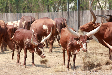 Watusi Bull photographed in Safari World in Bangkokの写真素材
