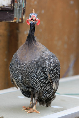 Beautiful Chicken in Indiaの写真素材