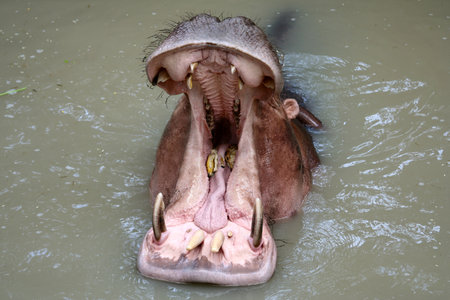Hippopotamuses showing huge jaw and teethの写真素材