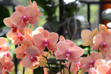 Pink Orchidの写真素材
