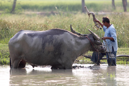 Suphanburi, Thailand - March 6, 2011  During the farming season, Thai farmer takes the first step with plough known in Thai as  Tam Rai Tai Naa  のeditorial素材