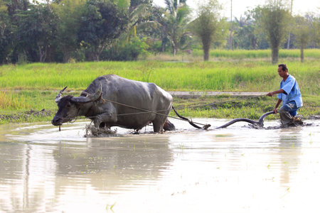Suphanburi, Thailand - March 6, 2011  During the farming season, Thai farmer takes the first step with plough known in Thai as  Tam Rai Tai Naa  のeditorial素材