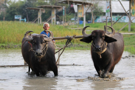 Suphanburi, Thailand - March 6, 2011  During the farming season, Thai farmer takes the first step with plough known in Thai as  Tam Rai Tai Naa  のeditorial素材