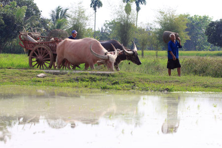 Suphanburi, Thailand - March 6, 2011  During the farming season, Thai farmer takes the first step with plough known in Thai as  Tam Rai Tai Naa  のeditorial素材
