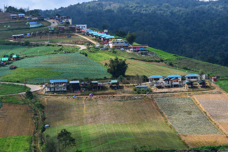 Cabbage Field in Thailandの写真素材