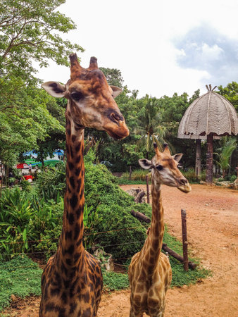 Giraffe in the zooの素材