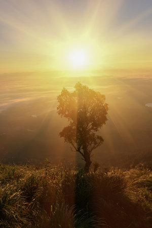 Trees and leaves of grass waiting for sunlight in the morning.の写真素材