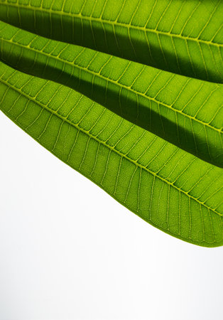 The beautiful detail of green leaves on the white backdrop.の写真素材