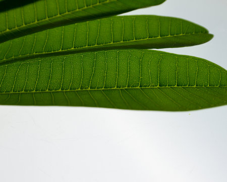 The beautiful detail of green leaves on the white backdrop.の写真素材