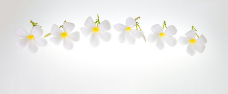 Many blooming white flowers on a white background.の写真素材