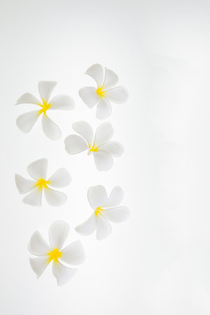 Many blooming white flowers on a white background.の写真素材