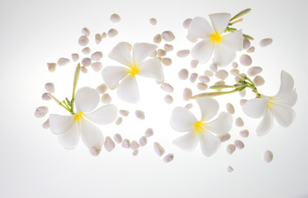 Pure white Of many flowers And white stones on white floorの写真素材