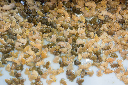 The little frogs are gathered together in large numbers.の写真素材