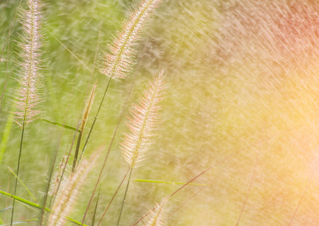 Grass in the garden with water spray with light from the evening sun.の写真素材