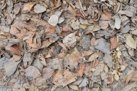 The remains of many dried leaves.