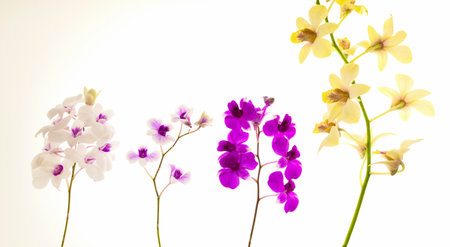 Orchids of various colors on white areas.の写真素材