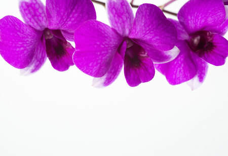 Many beautiful orchids, colorful flowers on the white space.の写真素材