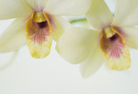 Beautiful orchid, colorful flowers on the white space.の写真素材