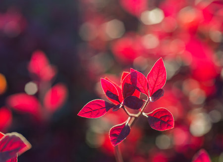 Red leaves with sunlight