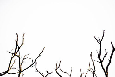 The branch of the tree are empty. At the top of the branch will break the new leaf on a white background.の写真素材