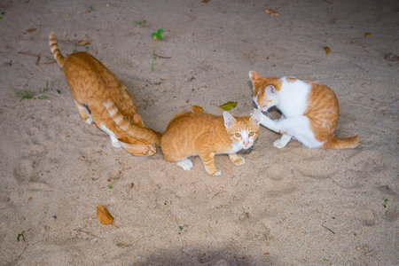 Three cats are together on the sand, the gestures of each are different.の写真素材