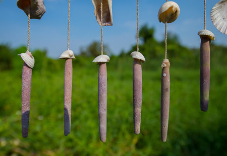 Remains of the sea shell shape together to create a beautiful decoration.の写真素材