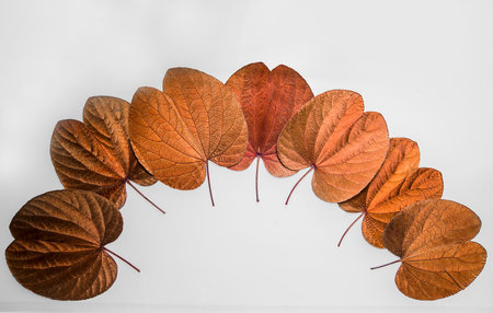 Many golden dry leaves lay beautifully arranged on a white background.
